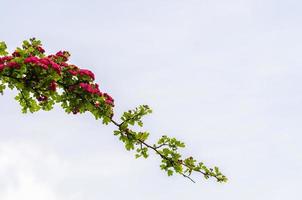 Branch with red flowers photo