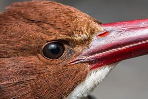 Close up eye bird  Pelargopsis capensis  in forest photo