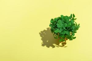 A bouquet of clovers in a yellow bucket with a hard shadow on a colored background. Patrick day copy space photo