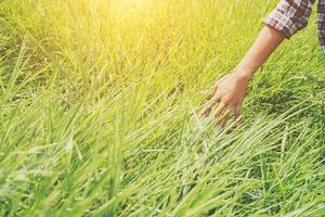 Woman hands touching the grass on the green meadows. photo