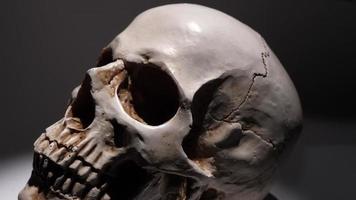 análise de um crânio humano de perto