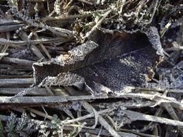 Details of frozen plants in ice and snow photo