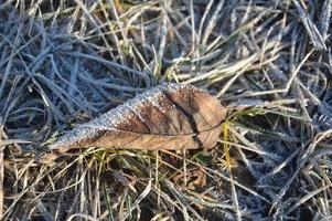 Details of frozen plants in ice and snow photo