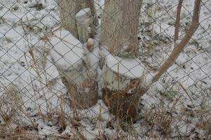 Details of tree branches and trunks photo