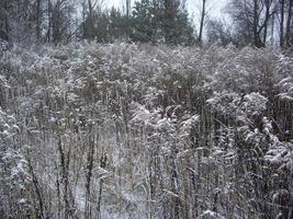 Details of frozen plants in ice and snow photo