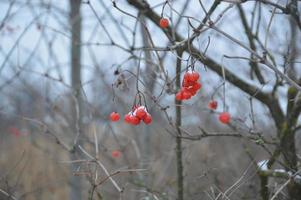 bayas viburnum rojas cubiertas de nieve foto