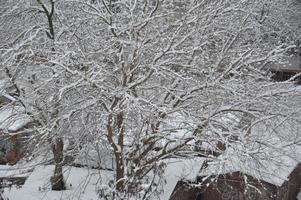 Snow-covered branches and tree trunks in the city photo