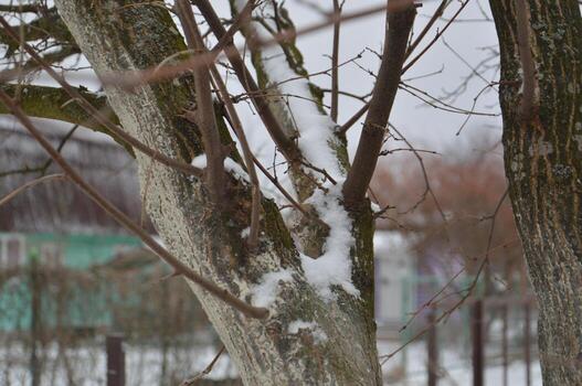 Details of tree branches and trunks photo