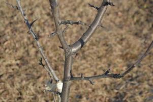 detalles de ramas y troncos de árboles foto