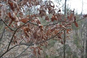 Details of tree branches and trunks photo