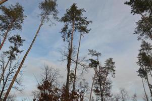 Details of tree branches and trunks photo