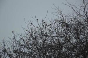 Details of tree branches and trunks photo