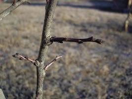 Details of tree branches and trunks photo