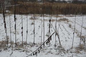 Snow-covered winter garden on a land plot in a village photo
