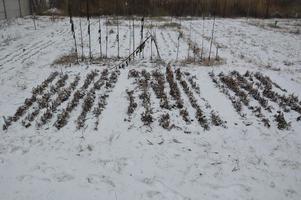 Snow-covered winter garden on a land plot in a village photo