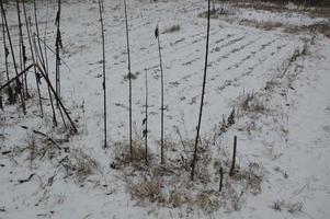 Snow-covered winter garden on a land plot in a village photo