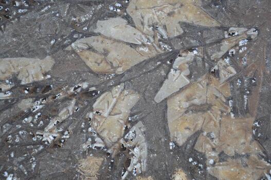 Ice texture on the ground winter patterns photo