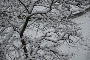 Snow-covered branches and tree trunks in the city photo