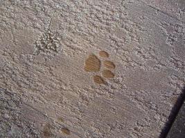 Animal footprints are imprinted on the ground photo