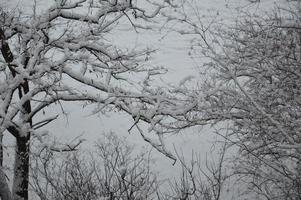 Snow-covered branches and tree trunks in the city photo