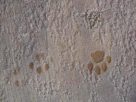 Animal footprints are imprinted on the ground photo