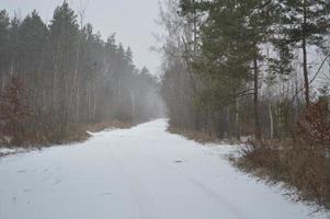 bosque nevado en una ventisca nieve cae foto