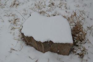 Tree stump in winter in the snow photo