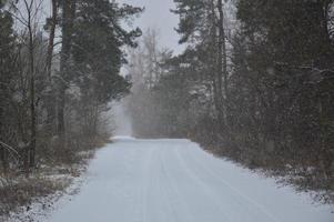 bosque nevado en una ventisca nieve cae foto