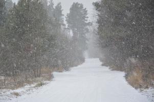 bosque nevado en una ventisca nieve cae foto