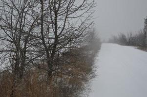 Snowy forest in a blizzard snow falls photo