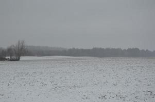 Panorama of an agricultural field covered with snow in winter photo