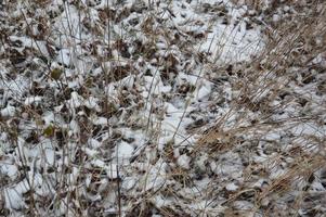 Snow texture with plants on the ground photo