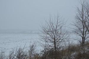 panorama de un campo agrícola cubierto de nieve en invierno foto