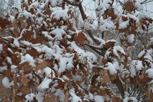 textura de nieve con plantas en el suelo foto