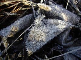 detalles de plantas congeladas en hielo y nieve foto