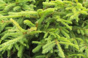 Fresh fir branches close-up. photo