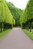 Tsarskoye Selo Pushkin, St. Petersburg, alley in the Park, trees and shrubs, walking paths. photo