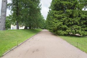 tsárskoye selo pushkin, st. petersburgo, callejón en el parque, árboles y arbustos, senderos para caminar. foto