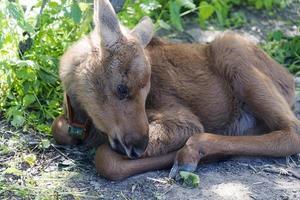 A small calf lies on a meadow photo