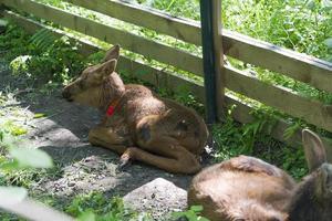 A small calf lies on a meadow photo