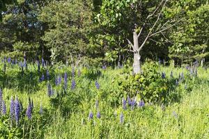 Lupine flowers on a background of green grass photo