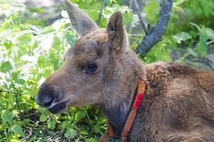 A small calf lies on a meadow photo