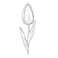 Tulip hand drawn outline drawing.Black and white image.Stylized image of a Tulip flower.One Tulip isolated on a white background.Vector vector