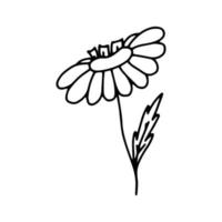 Daisy hand drawn contour drawing.Doodles.Black and white image.The single flower.Meadow plants.Vector vector