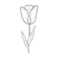 Tulip hand drawn outline drawing.Black and white image.Stylized image of a Tulip flower.One Tulip isolated on a white background.Vector vector