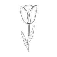 Tulip hand drawn outline drawing.Black and white image.Stylized image of a Tulip flower.One Tulip isolated on a white background.Vector vector