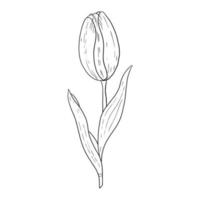 Tulip hand drawn outline drawing.Black and white image.Stylized image of a Tulip flower.One Tulip isolated on a white background.Vector vector