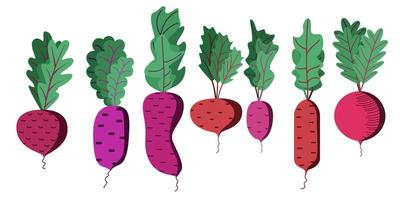 A bright vector set of colorful beets with tops.