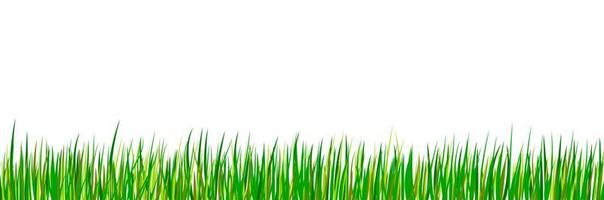 Green seamless grass border. Spring forest meadow isolated on white background. Summer landscape. vector