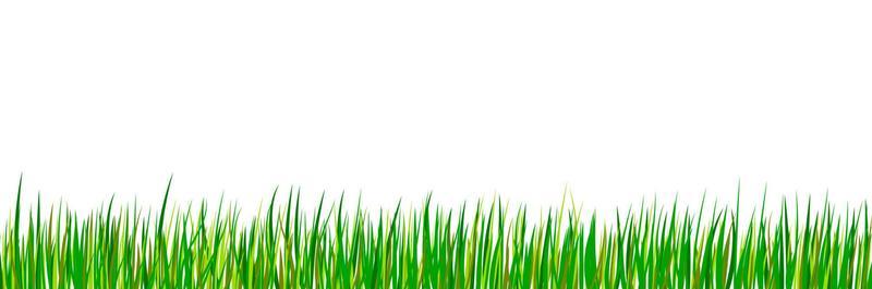 Green seamless grass border. Spring forest meadow isolated on white background. Summer landscape.